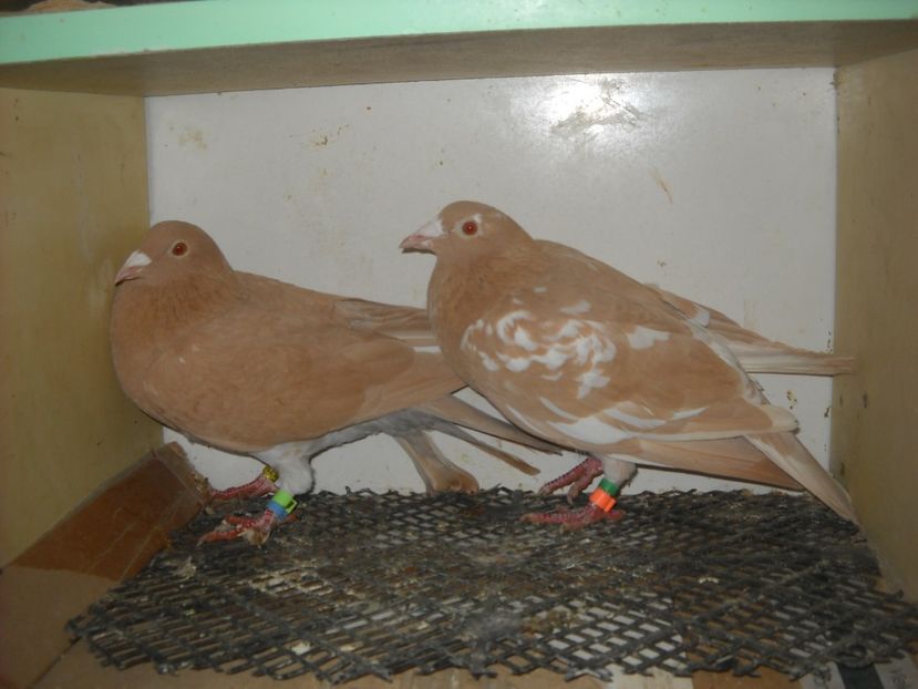  - PORUMBEI VANDUTI 2