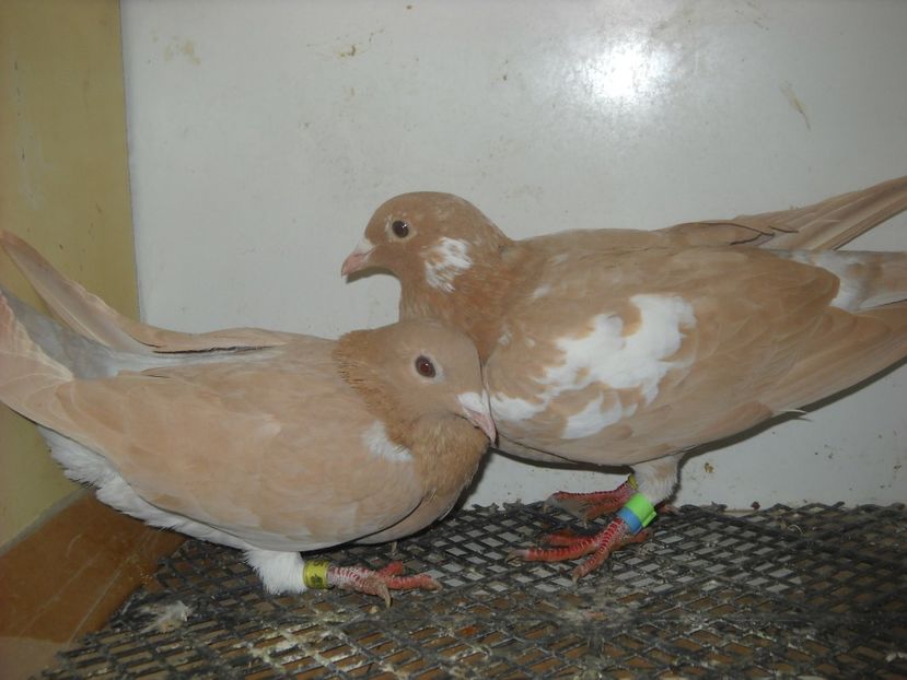  - PORUMBEI VANDUTI 2