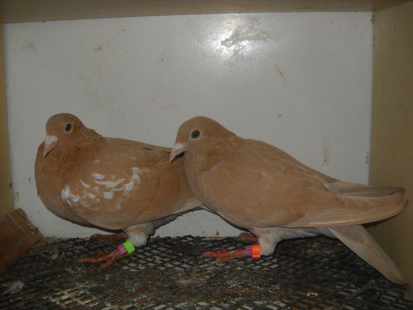  - PORUMBEI VANDUTI 2