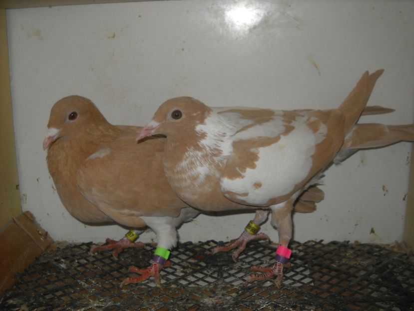  - PORUMBEI VANDUTI 2