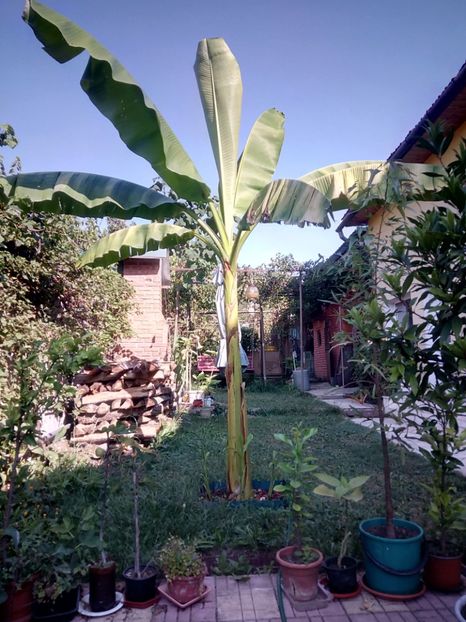 - Banan