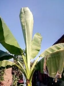 - Banan