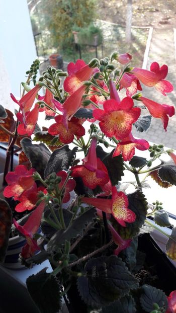 Niciodata nu a fost asa dezordonat - Northwoods Sunburst