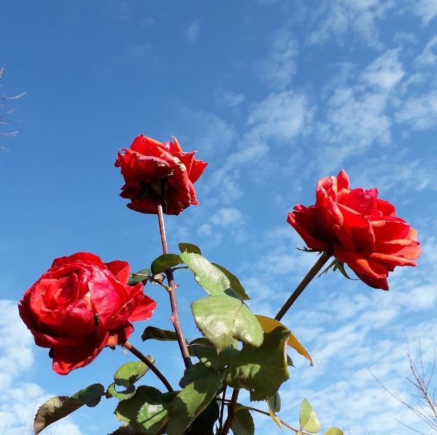 Ultimii regi din 2019 - TRANDAFIRI_2019_2020_2024