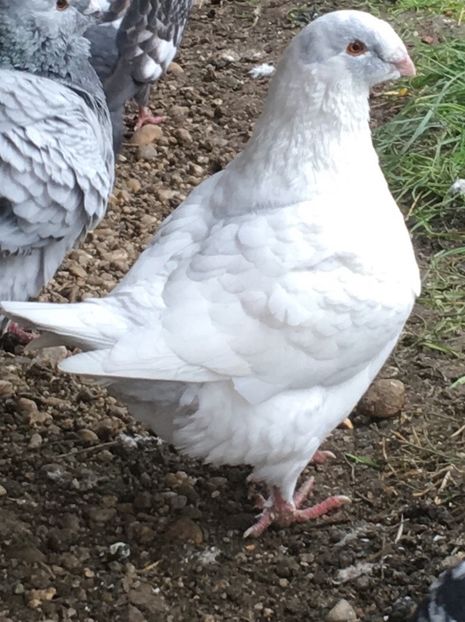 F 2019 - Pui g homer 2019