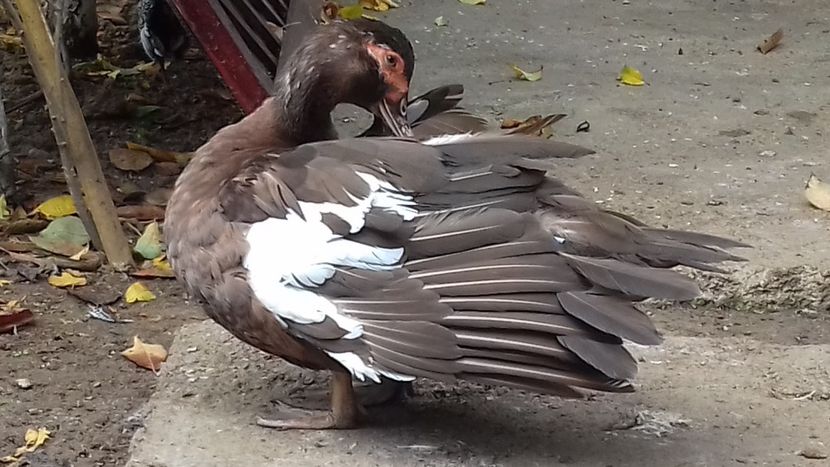 fiica din Matthias - 0001 rate lesesti matca 2020 lot 1