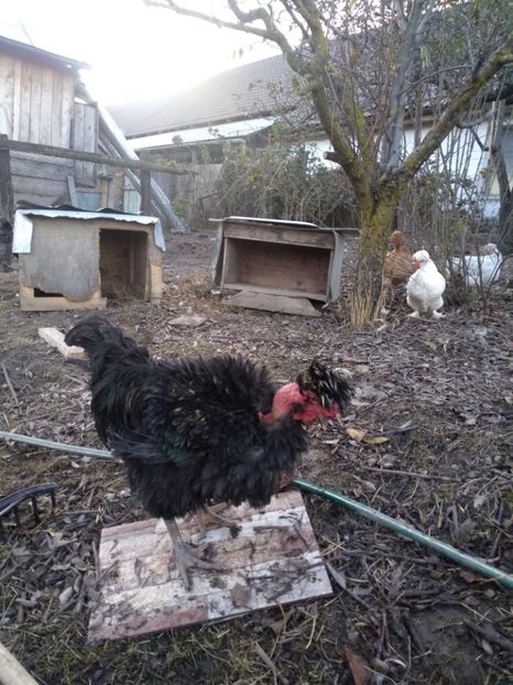  - Găini moțate frizate