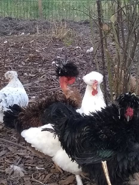  - Găini moțate frizate