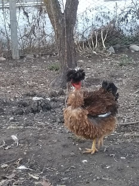  - Găini moțate frizate