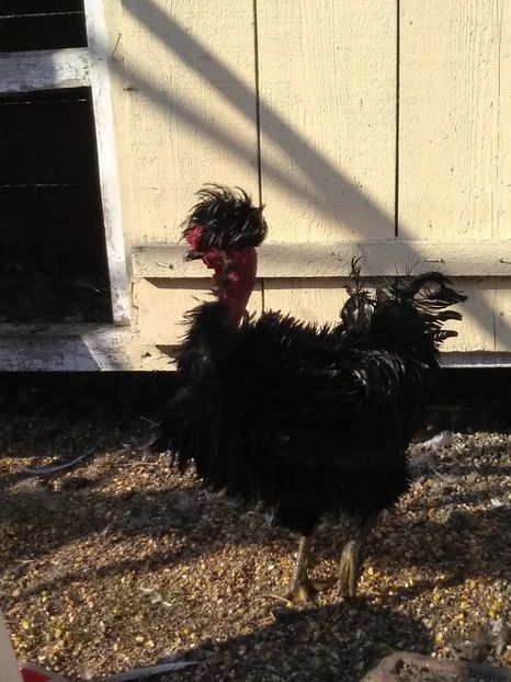  - Găini moțate frizate