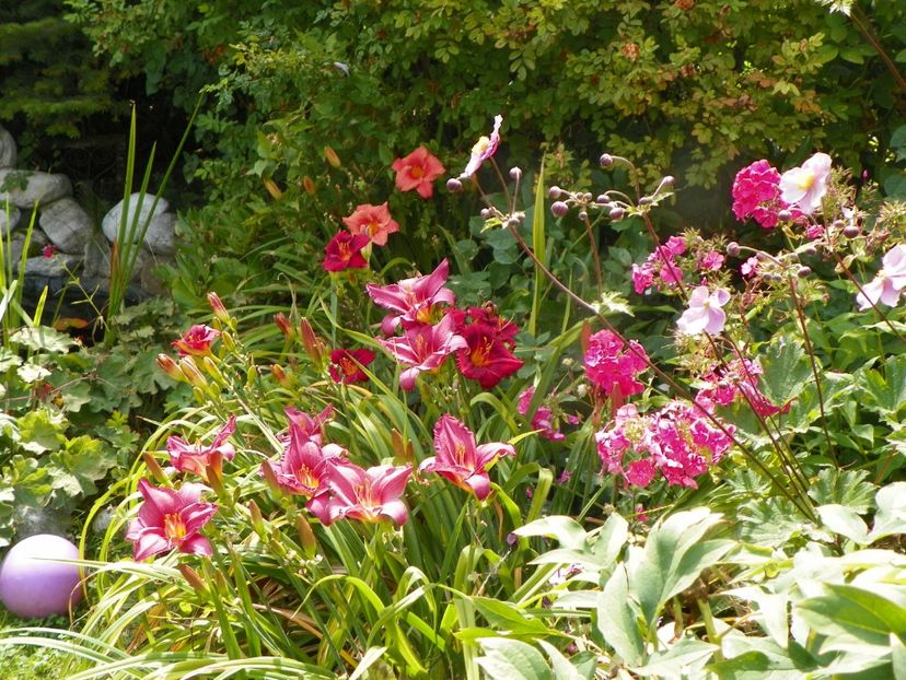27 iul (5) - Hemerocallis 2019