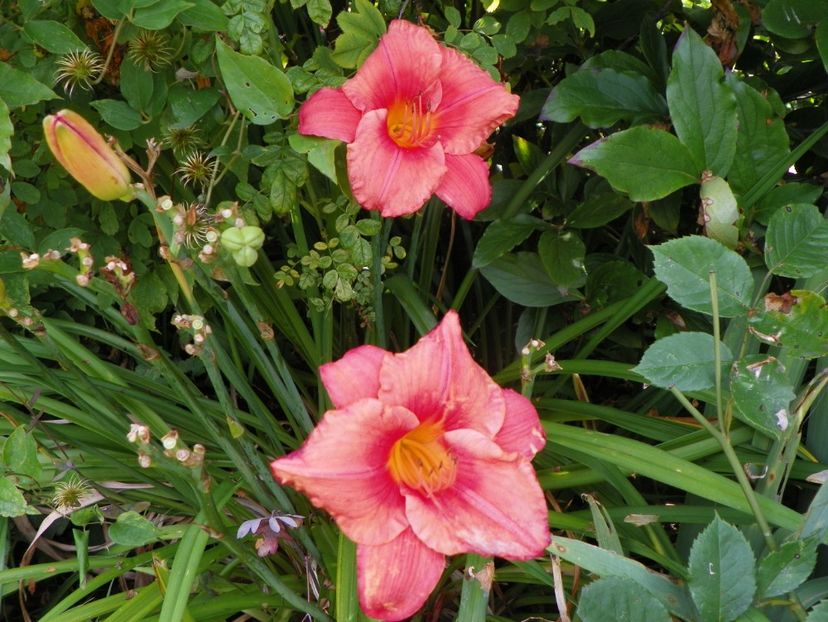 27 iul (8) - Hemerocallis 2019