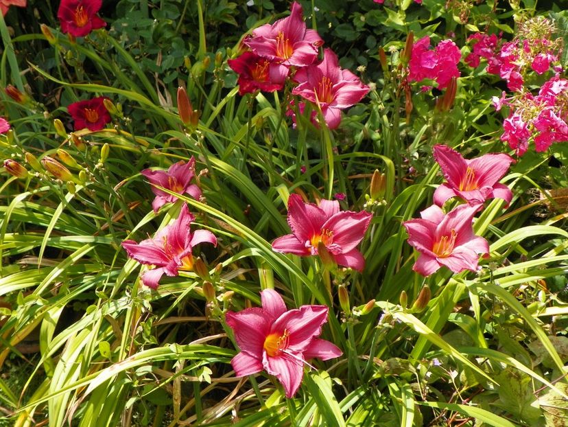 27 iul (9) - Hemerocallis 2019