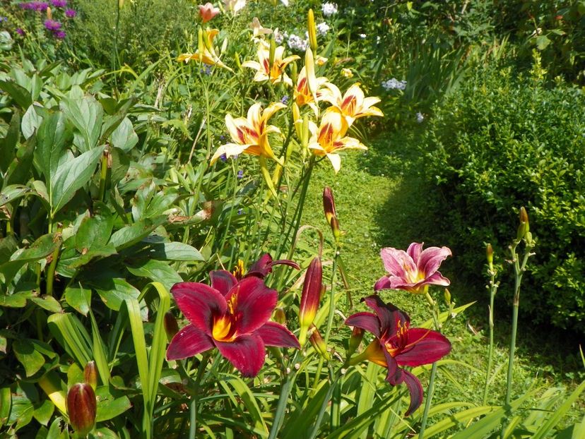 27 iul (10) - Hemerocallis 2019