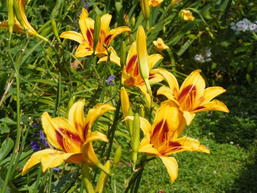 27 iul (11) - Hemerocallis 2019