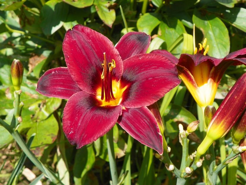 27 iul (12) - Hemerocallis 2019