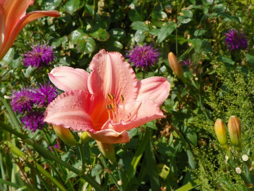 27 iul (15) - Hemerocallis 2019