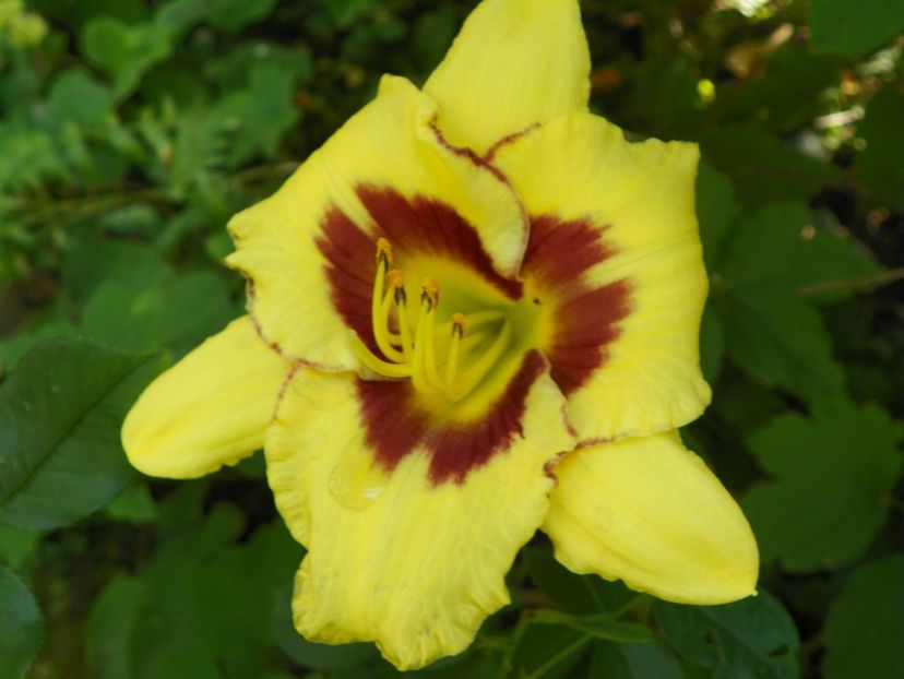27 iul (16) - Hemerocallis 2019