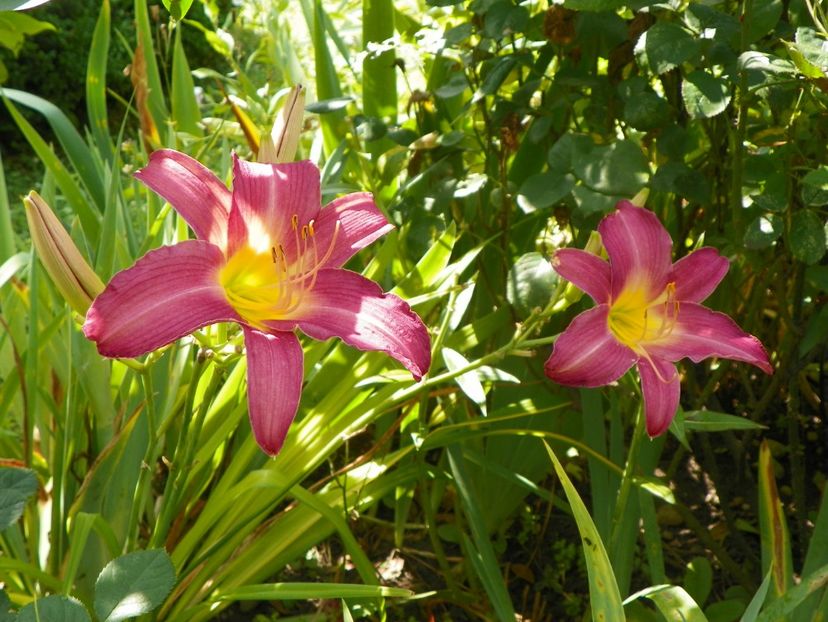 27 iul (17) - Hemerocallis 2019