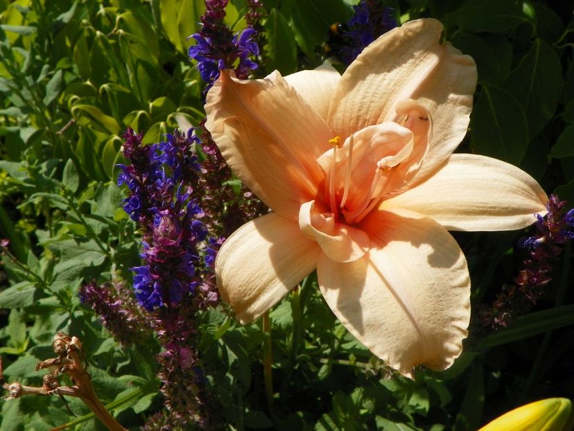 27 iul (18) - Hemerocallis 2019