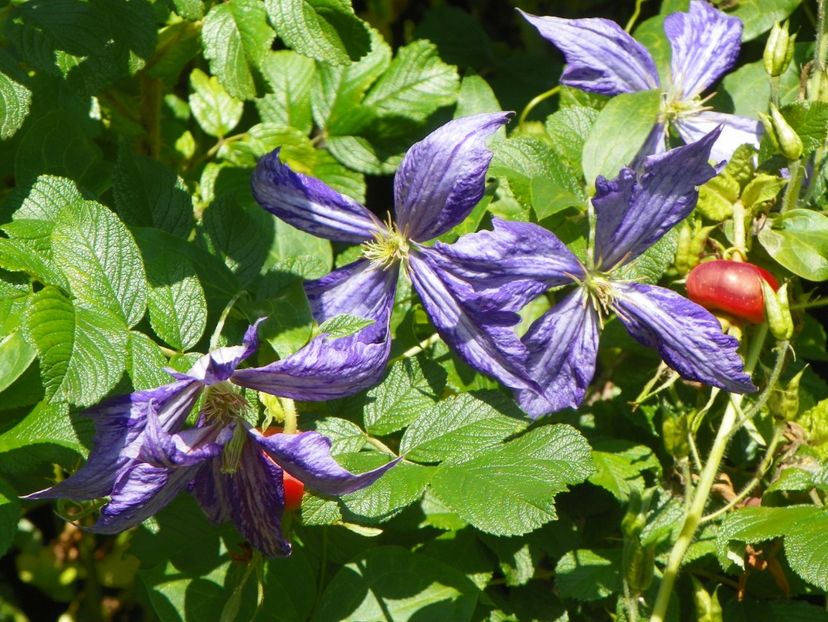 27 iul (27) - Clematite 2019