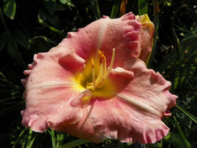 27 iul (30) - Hemerocallis 2019