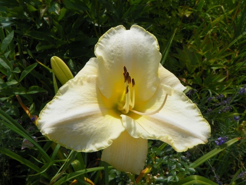 27 iul (31) - Hemerocallis 2019