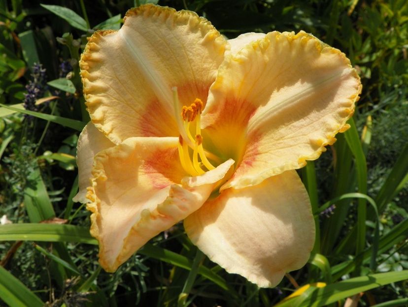27 iul (33) - Hemerocallis 2019