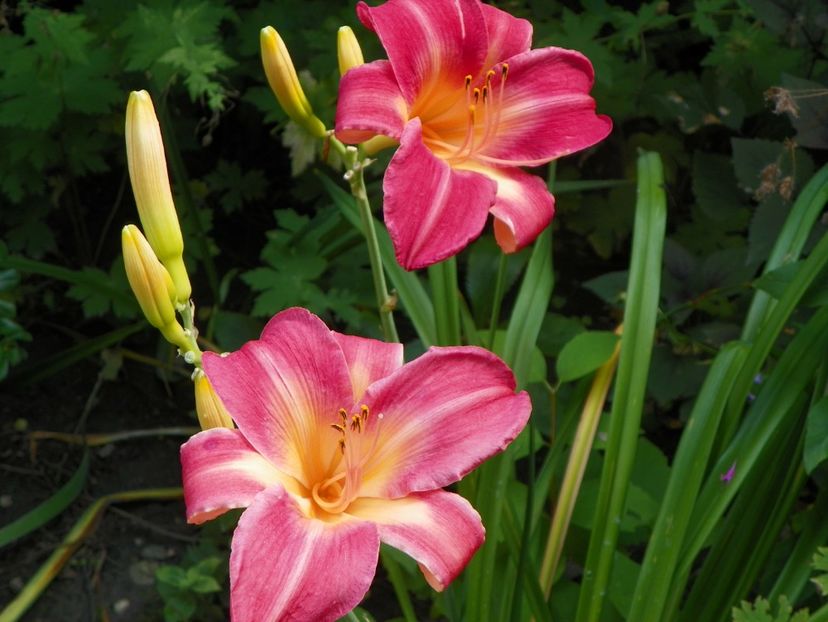 27 iul (36) - Hemerocallis 2019