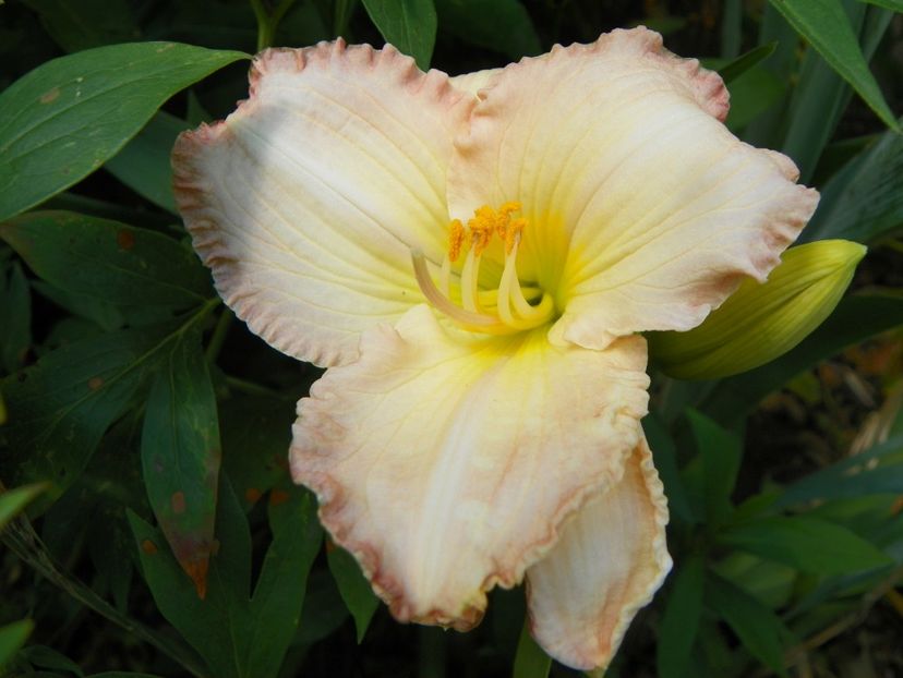 27 iul (39) - Hemerocallis 2019