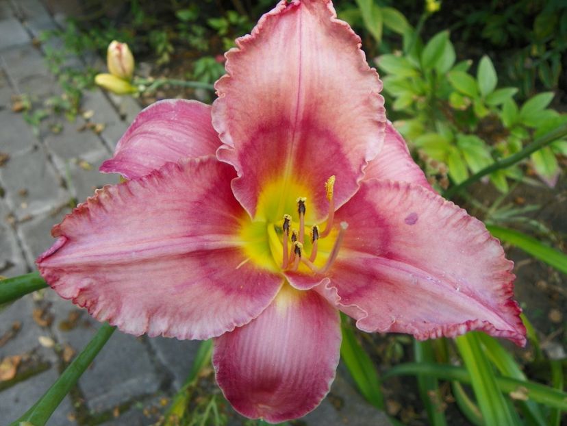 27 iul (43) - Hemerocallis 2019