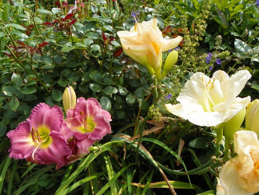 27 iul (51) - Hemerocallis 2019
