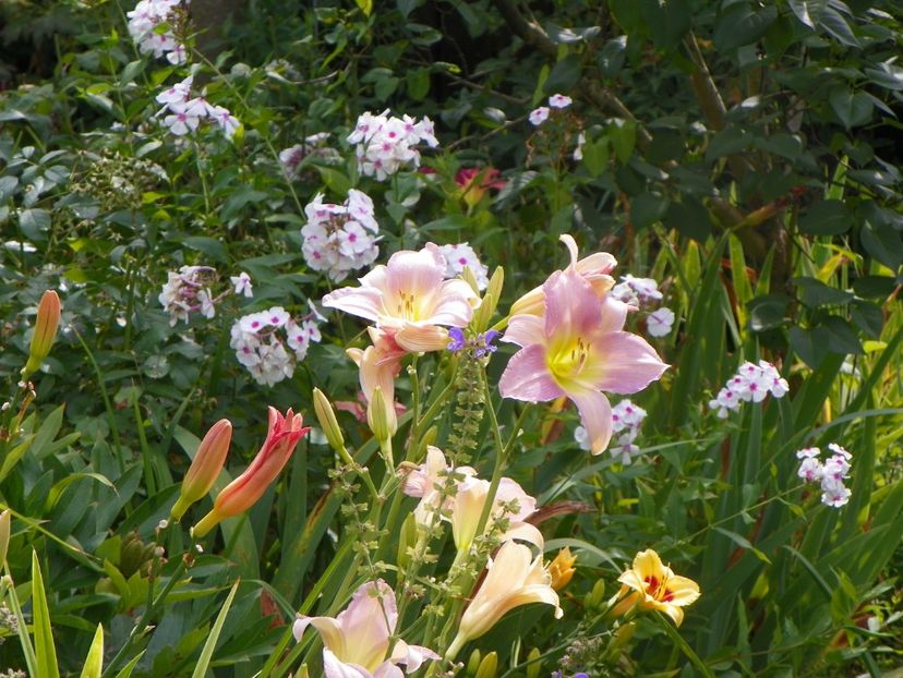 27 iul (53) - Hemerocallis 2019