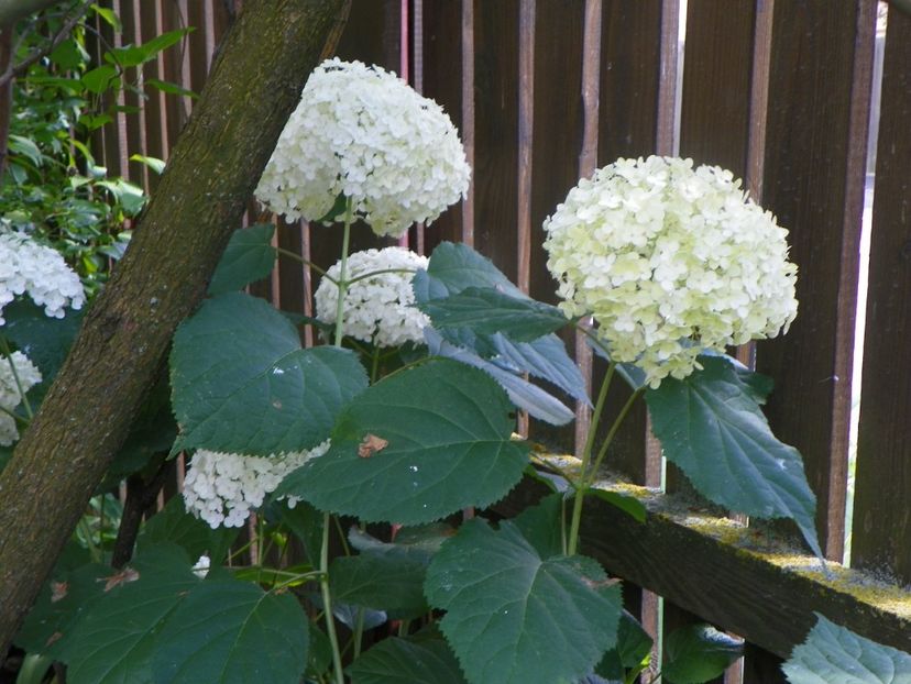 27 iul (42) - Copacei si arbusti 2019