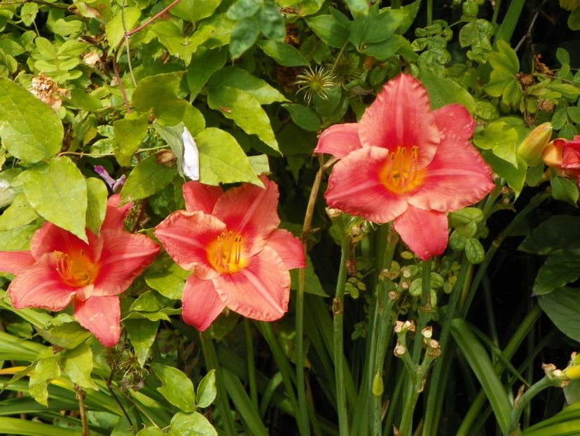 27 iul (54) - Hemerocallis 2019