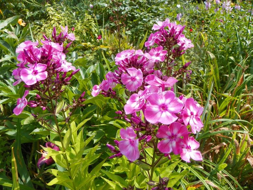 27 iul (1) - Phlox 2019