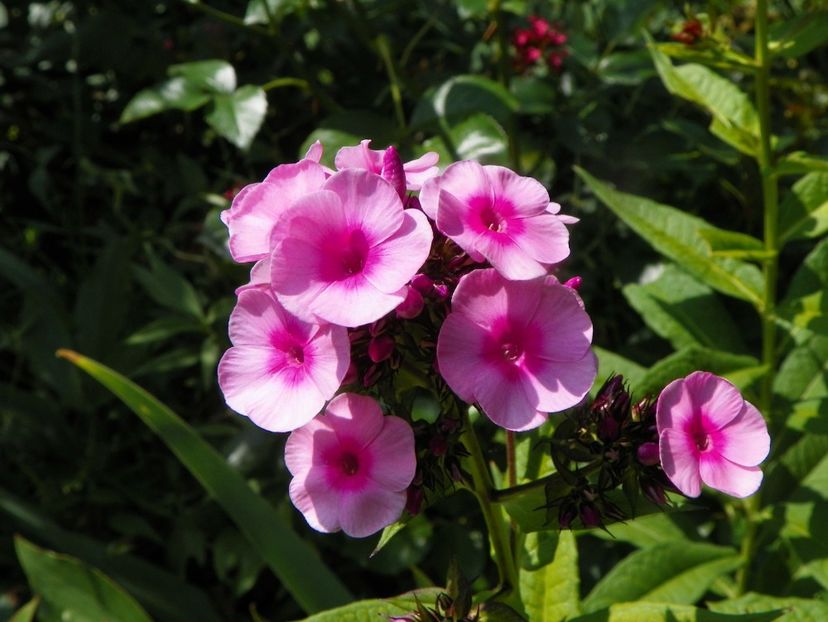 27 iul (21) - Phlox 2019