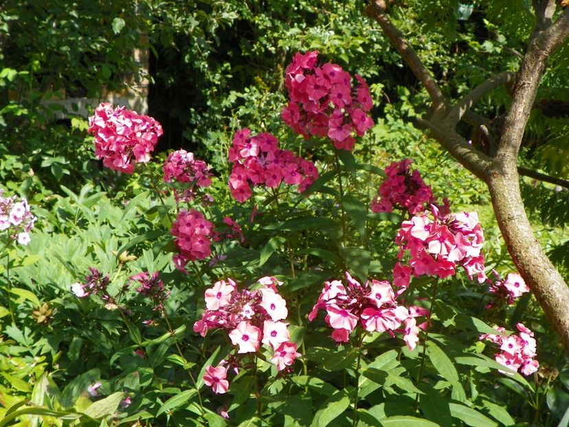 27 iul (22) - Phlox 2019