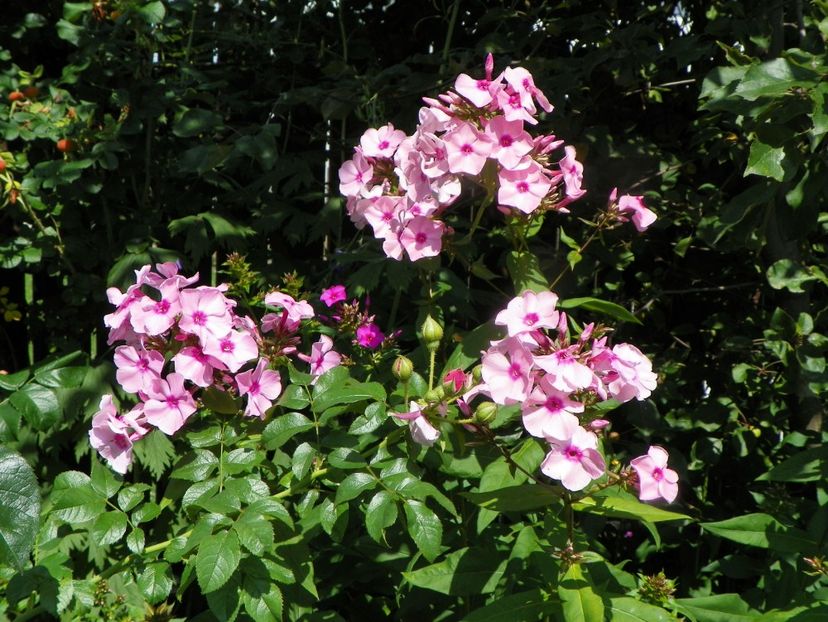 27 iul (23) - Phlox 2019