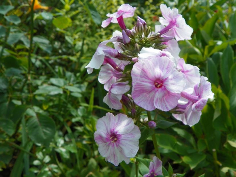 27 iul (32) - Phlox 2019