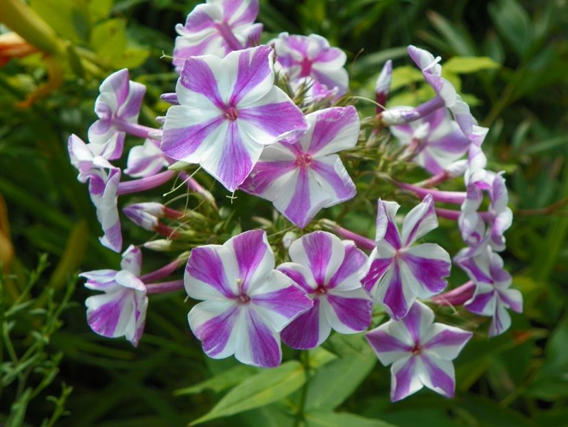 27 iul (37) - Phlox 2019