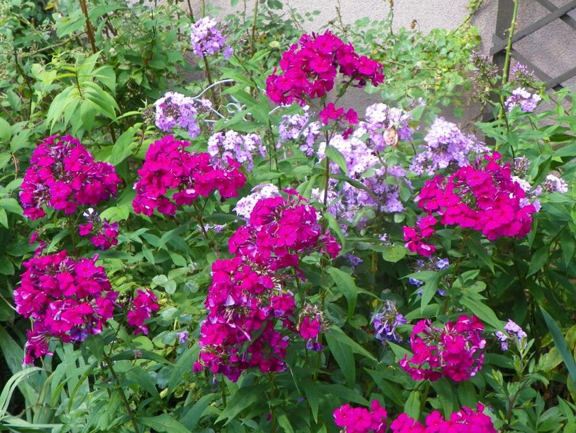 27 iul (38) - Phlox 2019