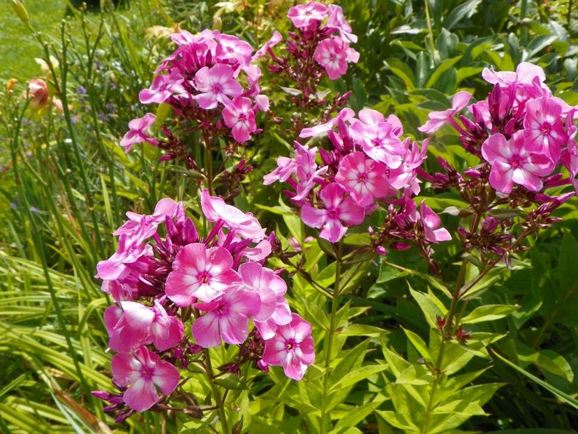 27 iul (46) - Phlox 2019
