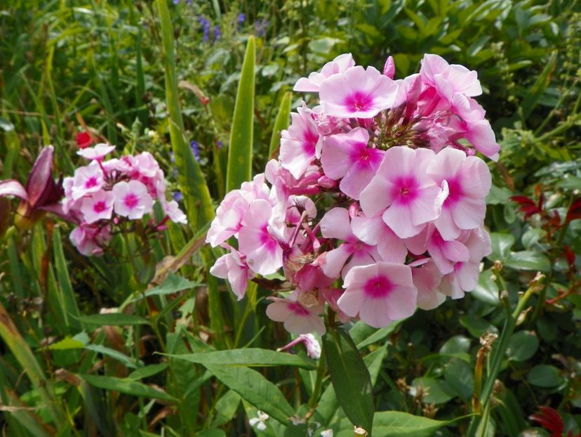 27 iul (48) - Phlox 2019