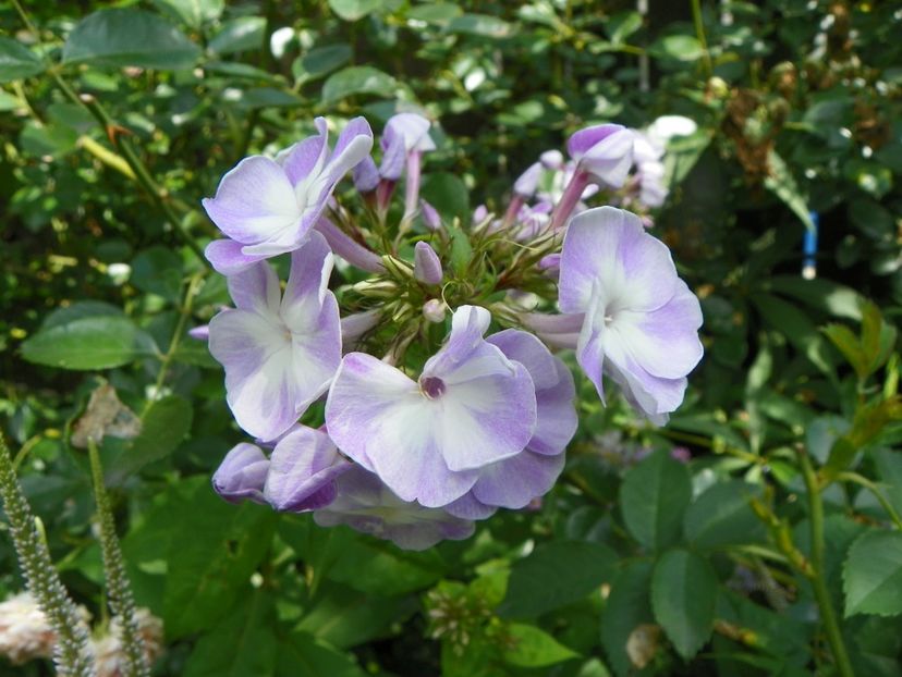 27 iul (59) - Phlox 2019