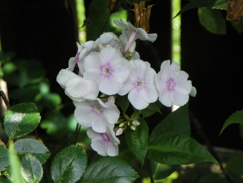 27 iul (60) - Phlox 2019