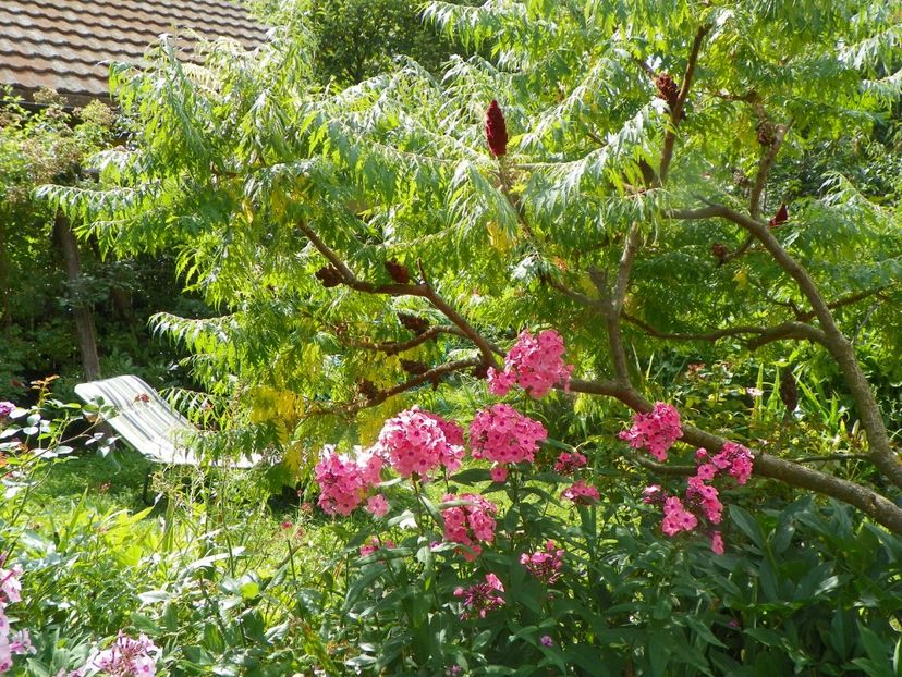 27 iul (63) - Phlox 2019