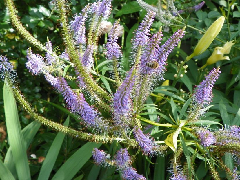 27 iul (61) - Vara 2019