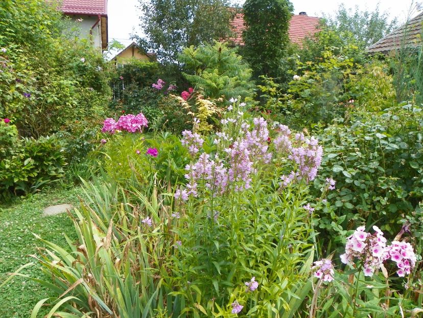 3 aug (54) - Gradina 2019