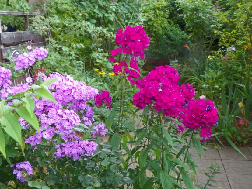 3 aug (7) - Phlox 2019